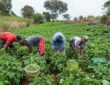 Plateau State Police Bans Farming, Beer Parlor and Other Activities