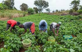 Plateau State Police Bans Farming, Beer Parlor and Other Activities