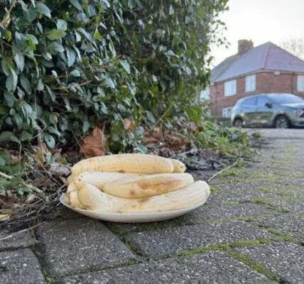 Mysterious Plate of Peeled Bananas Appears in UK Junction