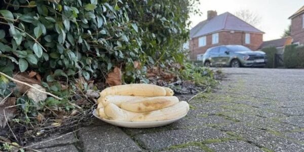 Mysterious Plate of Peeled Bananas Appears in UK Junction