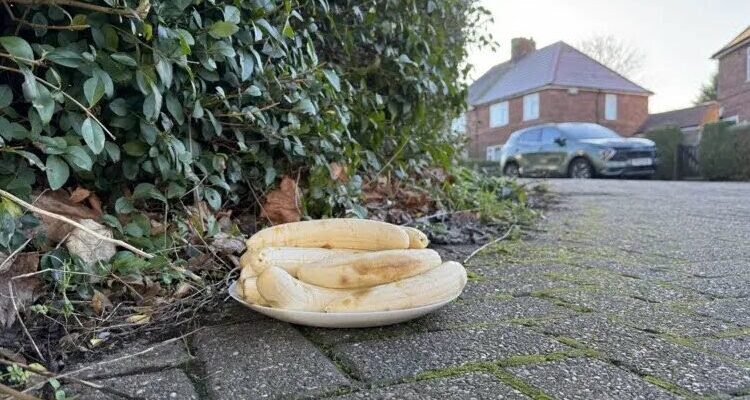 Mysterious Plate of Peeled Bananas Appears in UK Junction