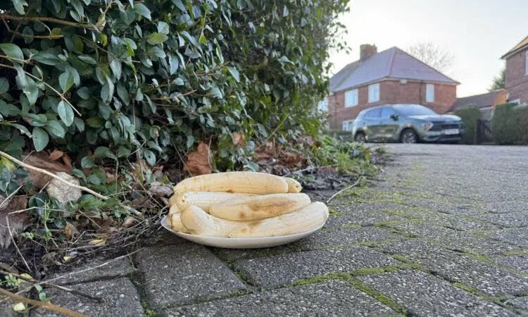 Mysterious Plate of Peeled Bananas Appears in UK Junction