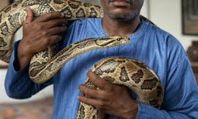 Kebbi Governor's Aide Suspended by APC For Intimidating Officials With Snake