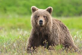 81-Year Old Hunter Sentenced to 4-Months Suspension For Killing Female Bear That Attacked Him